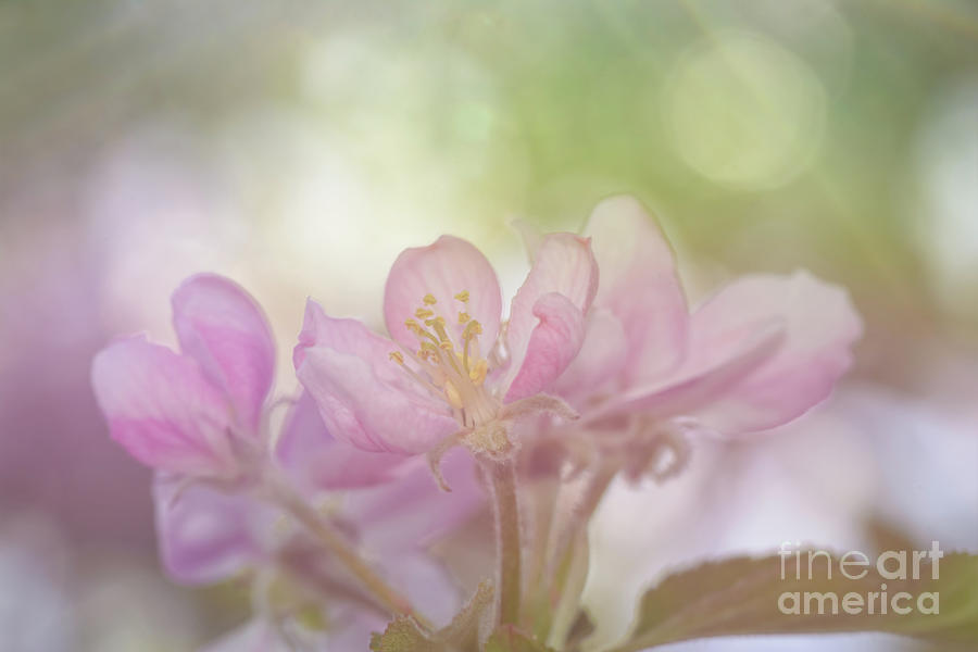 Apple Blossoms #1 Photograph by Sari ONeal