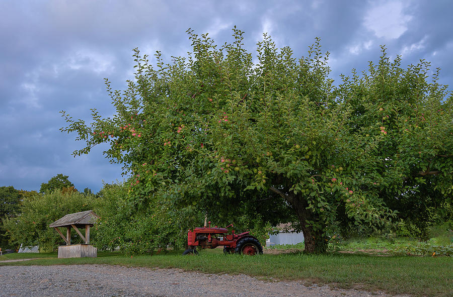 Apple Orchard Photograph by Debbie Gracy Fine Art America