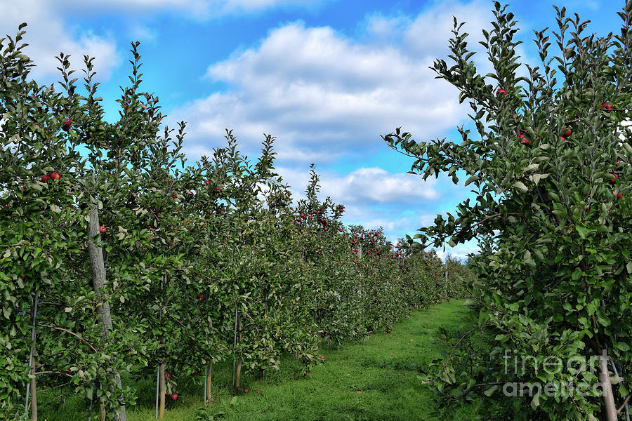 Apple Orchard Photograph by Stef Miller Fine Art America