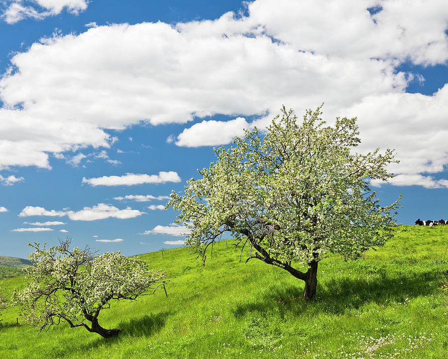 Apple Tree Landscape #1 Photograph by Alan L Graham
