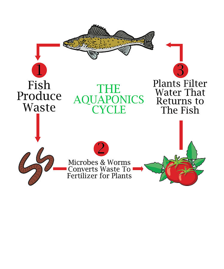 Aquaponics Cycle Farming Aquaculture Hydroponics Digital Art by Florian ...