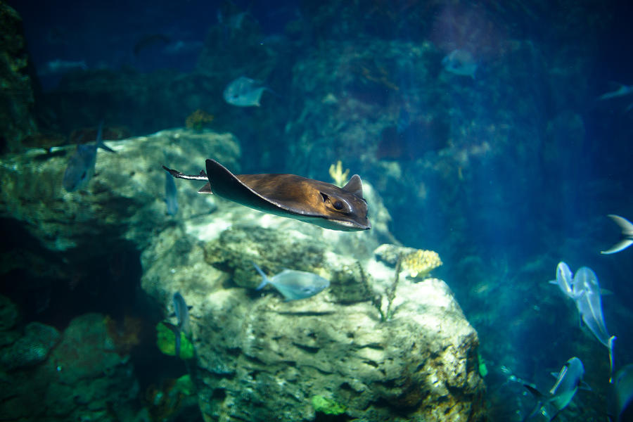Aquarium #1 Photograph by Themacx