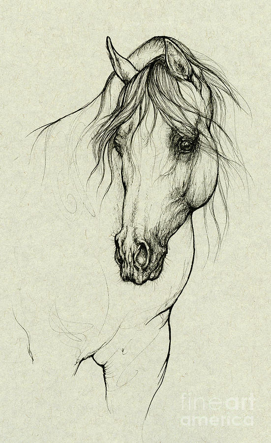 Arabian horse #1 Drawing by Ang El