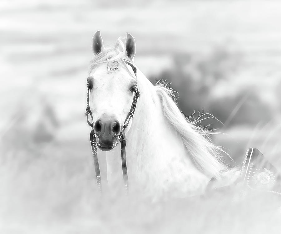 Arabian Horse #1 Photograph by Athena Mckinzie