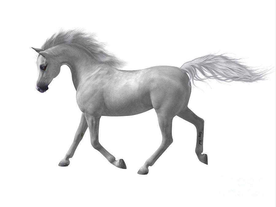 Arabian Horse #1 Digital Art by Corey Ford