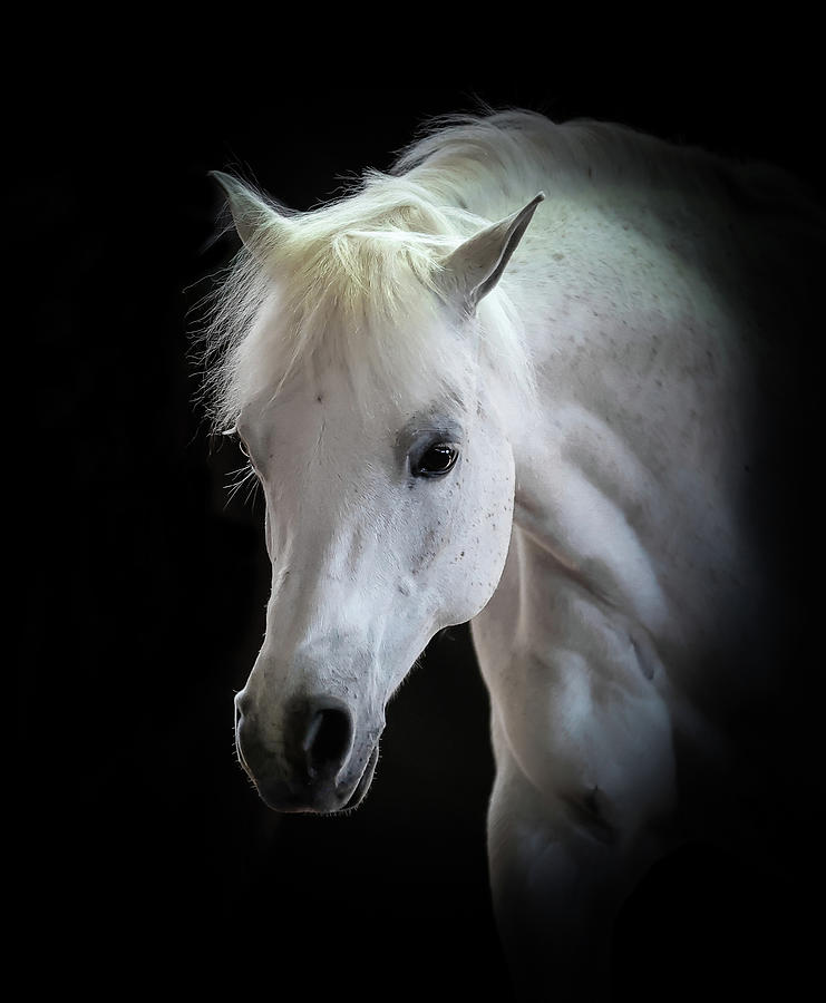 Animal Photograph - Arabian Horse II #1 by Athena Mckinzie
