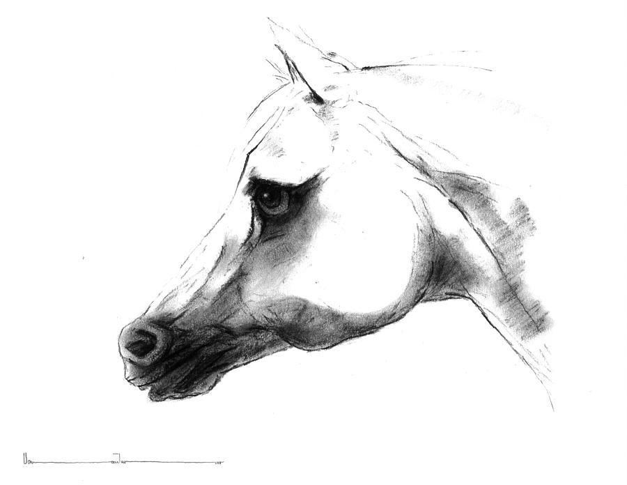 Arabian Horse #3 Drawing by Usman Aziz Tarar - Pixels