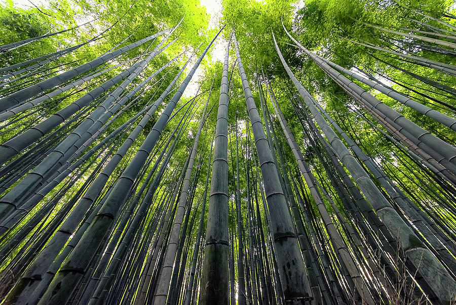 Abstract Photograph - Arashiyama Bamboo Forest  #1 by Manjik Pictures