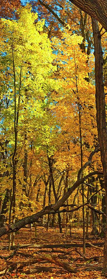 Arboretum Fall, Madison, Wisconsin Photograph by Steven Ralser