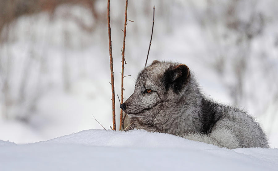 Arctic fox #1 Photograph by Marie-Claude Gravel - Fine Art America