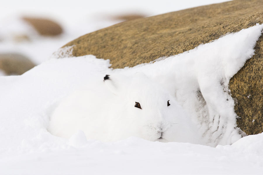 Arctic hare. Photograph by VisualCommunications