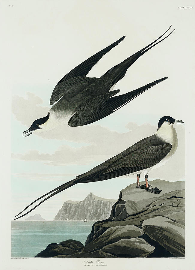 Audubon Birds Drawing - Arctic Yager #1 by John James Audubon
