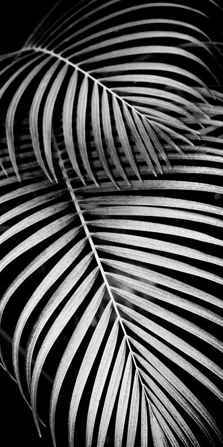 Areca Palm Design BW #1 Photograph by Douglas Page - Fine Art America