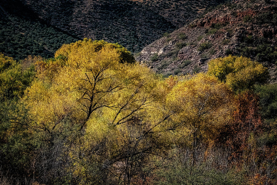 Arizona Cottonwoods #1 Photograph by Tom Singleton