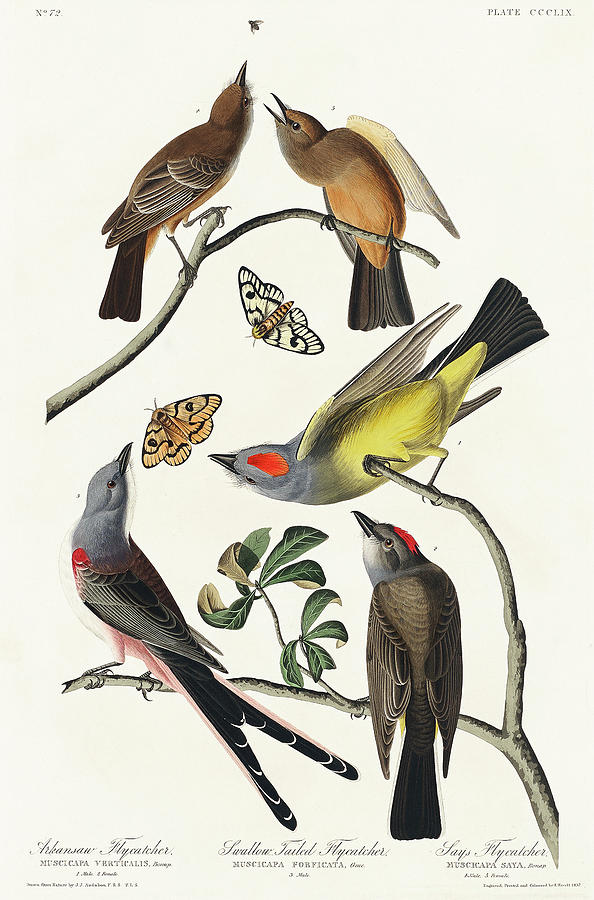 Audubon Birds Drawing - Arkansaw Flycatcher, Swallow-Tailed Flycatcher and Says Flycatcher #1 by John James Audubon