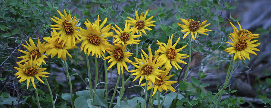 Arrowleaf Balsamroot Bouquet #1 Photograph by Whispering Peaks Photography