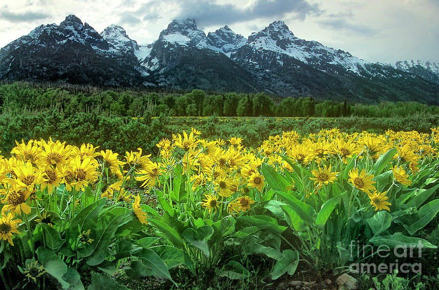 Arrowleaf Balsamroot Grand Tetons National Park Wyoming #1 Photograph by Dave Welling