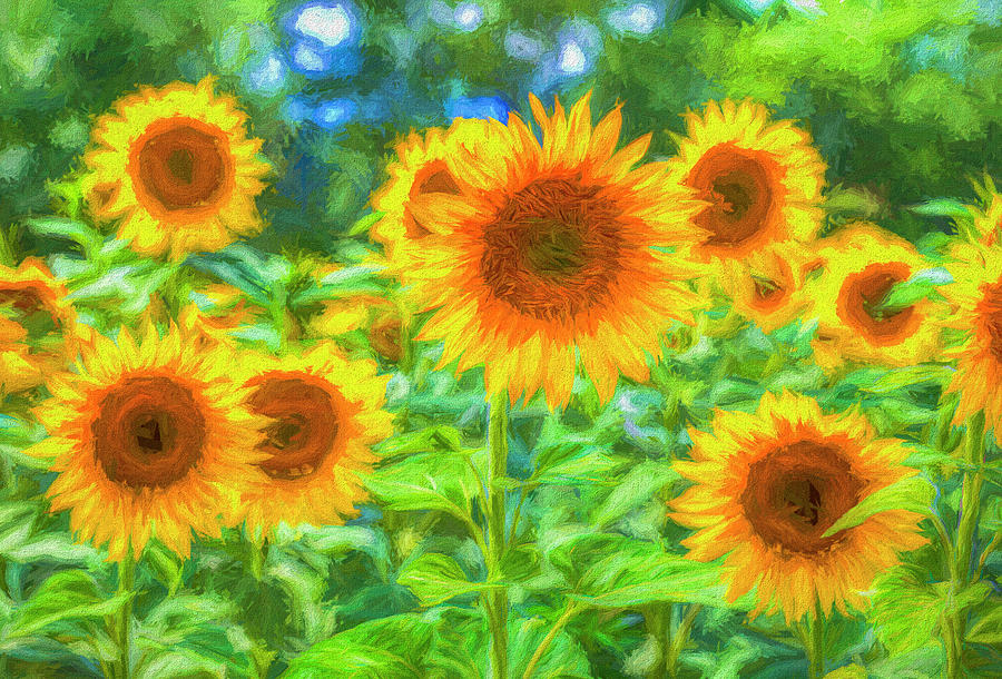 Art Of The Sunflower Photograph