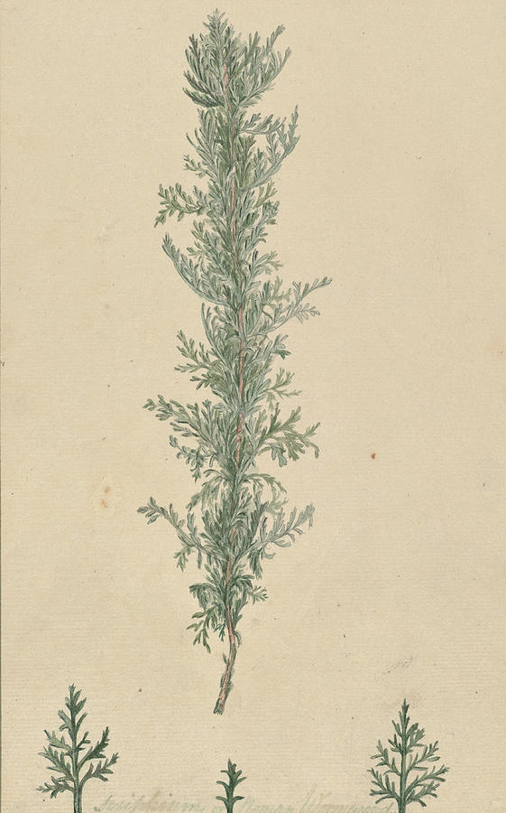 Elizabeth Blackwell Painting - Artemisia pontica  #1 by Elizabeth Blackwell