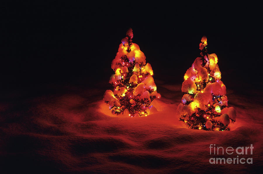 Artificial Christmas Trees In Snow #1 Photograph by Jim Corwin