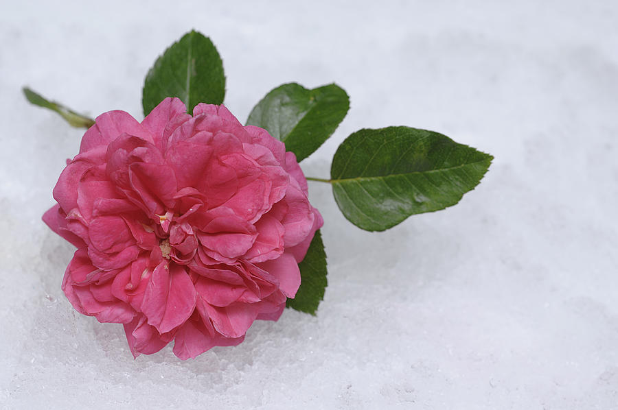 Artificial snow with a rose #1 Photograph by Marietjieopp