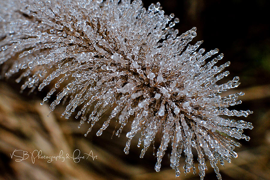 Winter Photograph - Artist Photographer #1 by Vicky Baucom