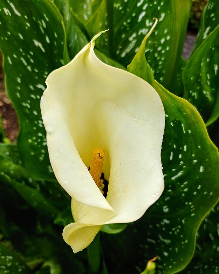 Arum Lilies Photograph by Darrell MacIver - Pixels