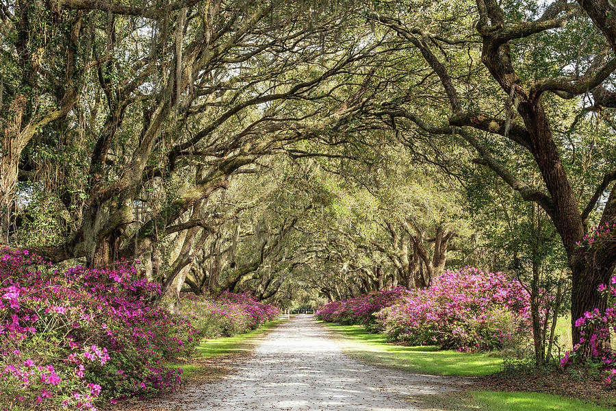 Avenue Of Trees Photograph - Arundel Plantation Avenue of Oaks and Slave Cabin, Plantersville #1 by Dawna Moore Photography