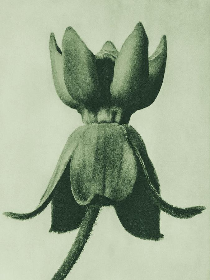 Berlin Photograph - Asclepias syriaca, Common Milkweed, enlarged 18 times from Urformen der Kunst #2 by Karl Blossfeldt