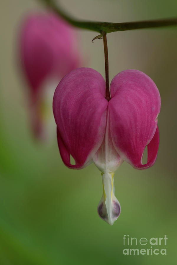 Dicentra Spectabilis Photograph - Asian Bleeding Heart Blossom #2 by Nancy Gleason
