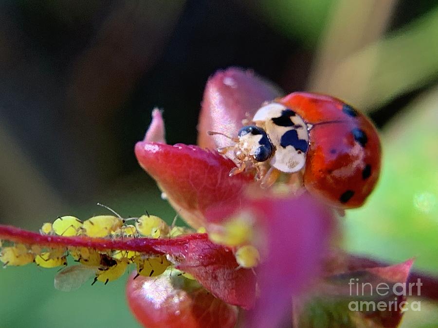 Asian Lady Beetle Multicolored 2 Photograph by Catherine Wilson