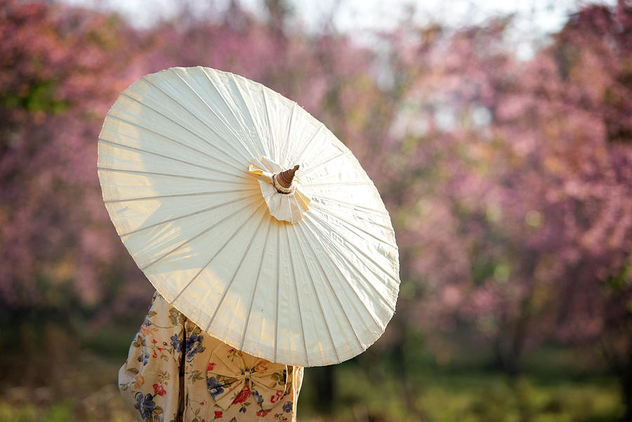 Asian Women Wear Japanese Kimonos And Cherry Blossoms In Spring Mixed 