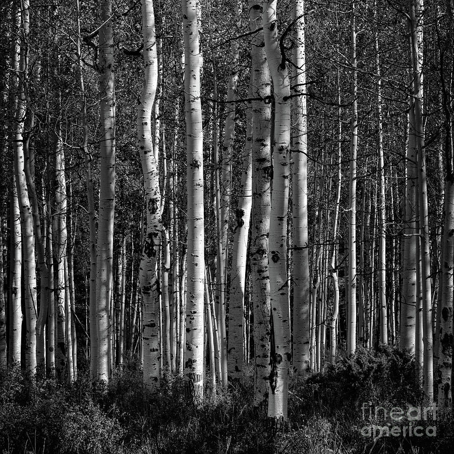 Aspen Forest Photograph by Doug Sturgess