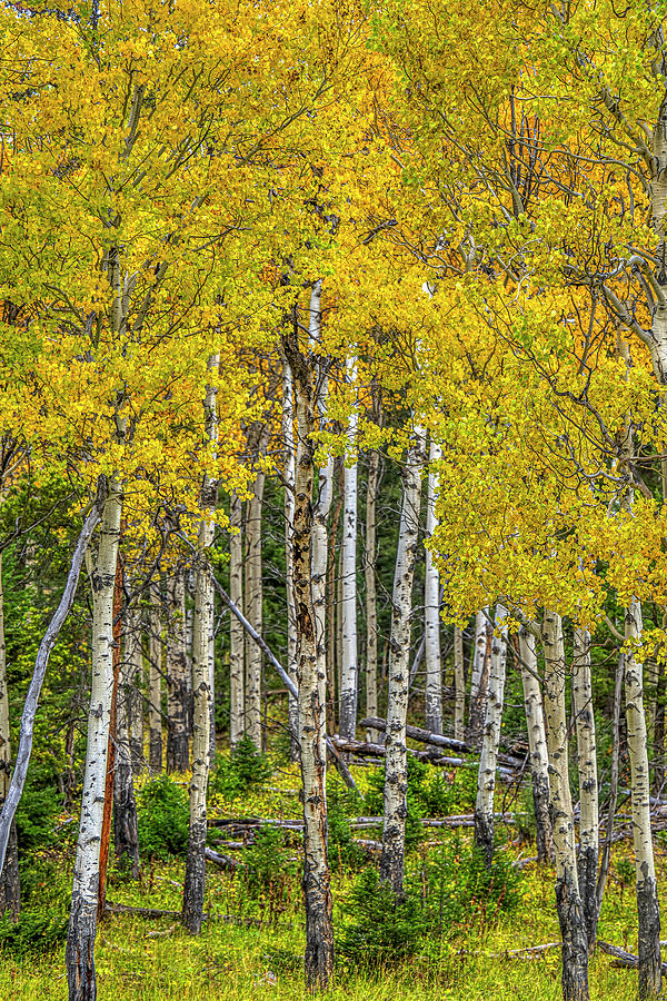 Nature Photograph - Aspen Forest #1 by Paul Freidlund