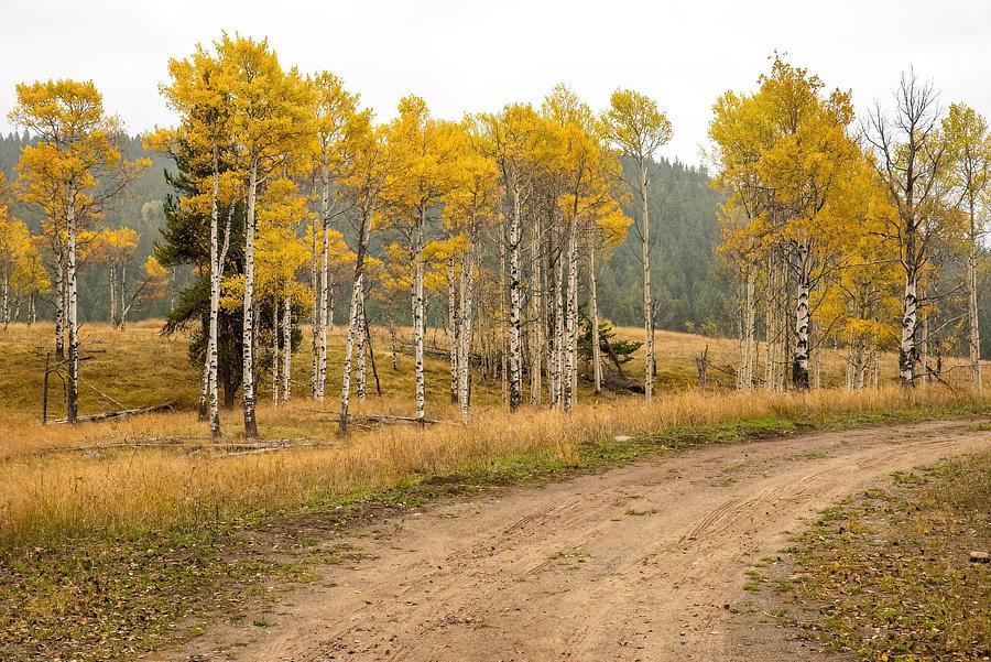 Aspen Grove and Dirt Road #1 Photograph by Tom Cochran