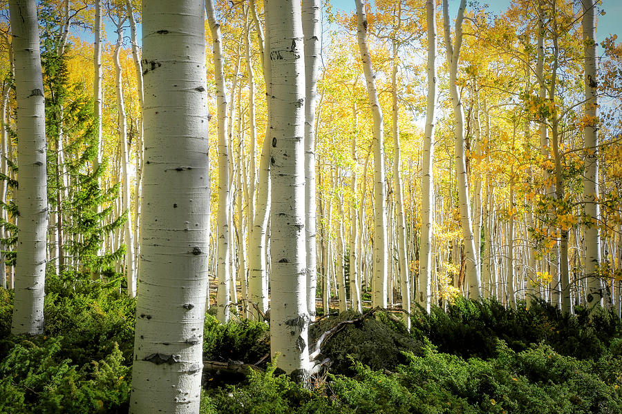 Aspen Tranquility Photograph by Donna Kennedy