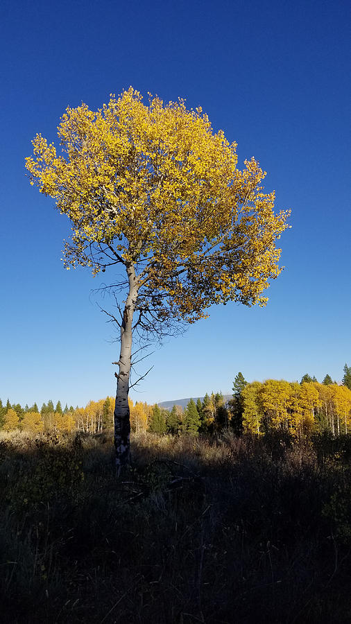 Aspen tree in Wyoming Photograph by John Marr Fine Art America
