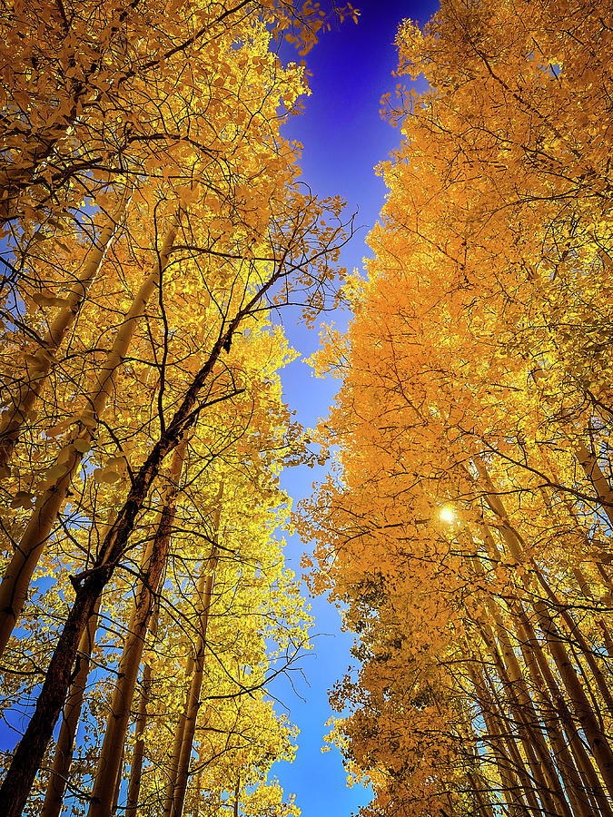 Aspen Trees Photograph by Monica Breckenridge - Fine Art America