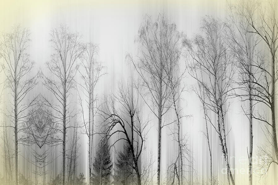 Aspen Woods #1 Photograph by Edmund Nagele FRPS