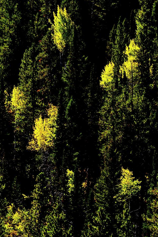 Aspens Among The Pines #1 Photograph by Jerry Sodorff