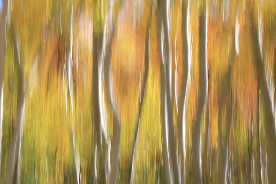 Aspens I C M Photograph by Donna Kennedy