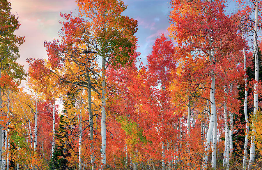 Aspens Idaho color Blend #1 Photograph by Leland D Howard