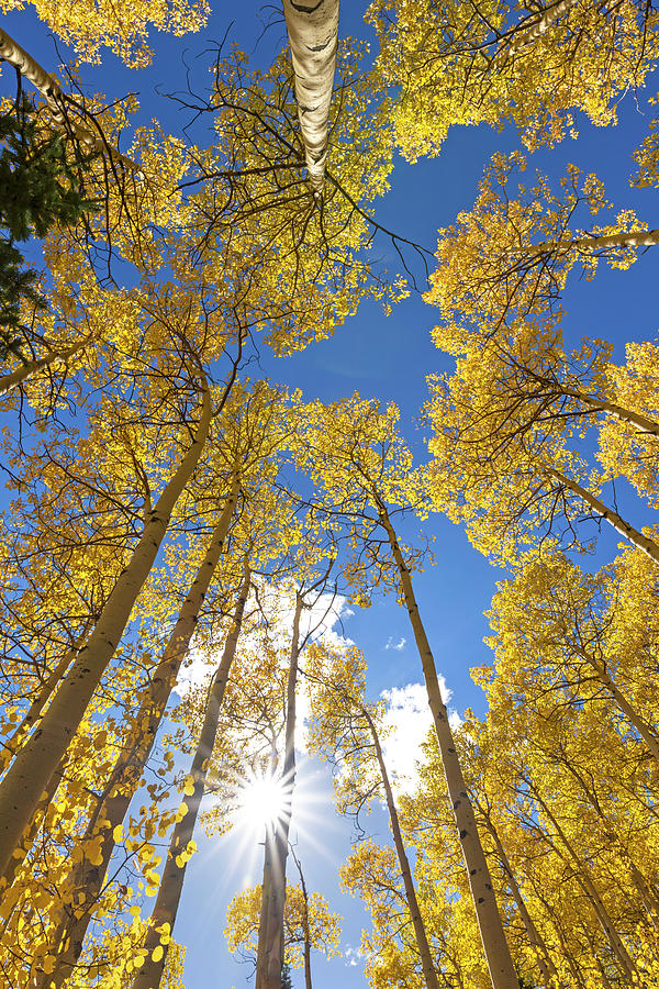 Aspens in Autumn #2 Photograph by Sue Cullumber