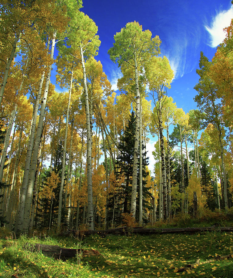 Aspens in Flagstaff, AZ Photograph by Jon B Martinson - Fine Art America