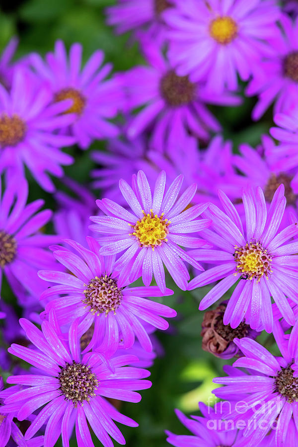 Aster Amellus Brilliant Flowers Photograph by Tim Gainey