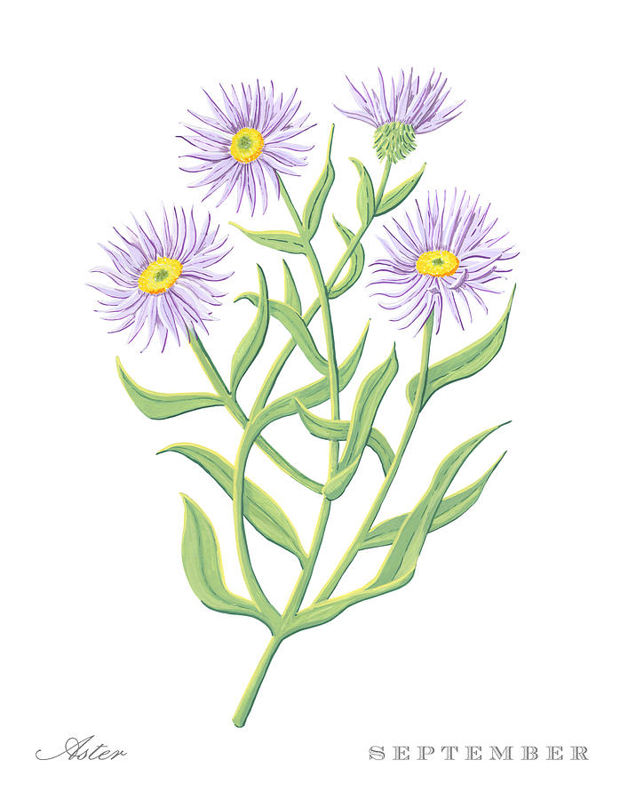 Aster September Birth Month Flower Botanical Print on White - Art by Jen Montgomery Painting by Jen Montgomery
