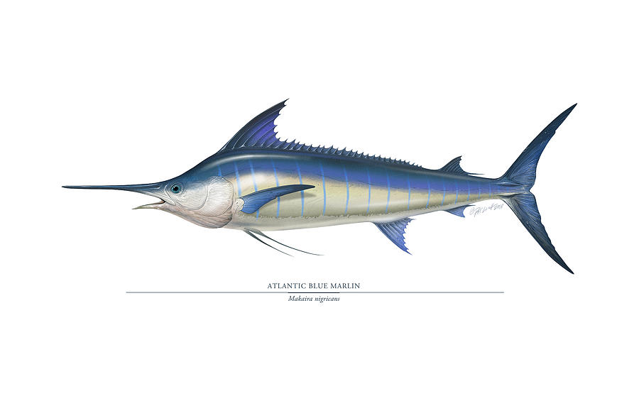 Atlantic Blue Marlin #1 Painting by Patrick Lynch - Pixels