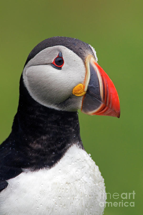 Atlantic Puffin #1 Photograph by Arterra Picture Library