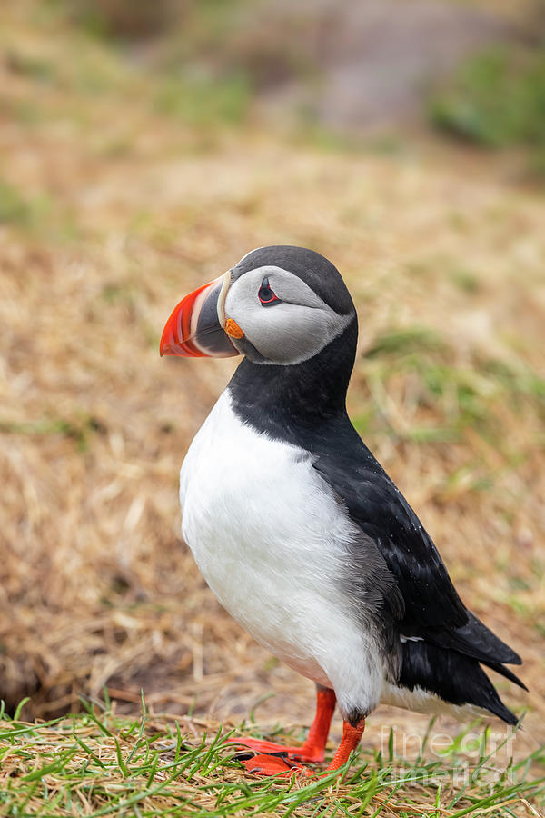 Atlantic Puffin bird Photograph by Sreedhar Yedlapati - Fine Art America