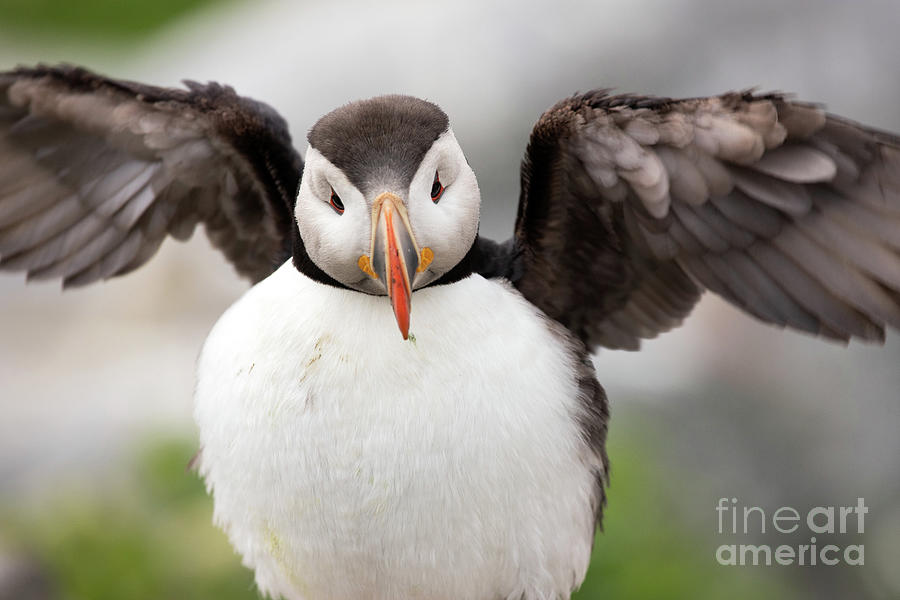 Atlantic Puffin photo Photograph by Jeannette Hunt